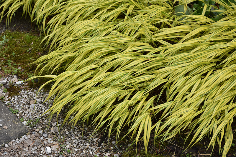 Golden Variegated Hakone Grass (Hakonechloa macra 'Aureola') at Squak Mountain Nursery