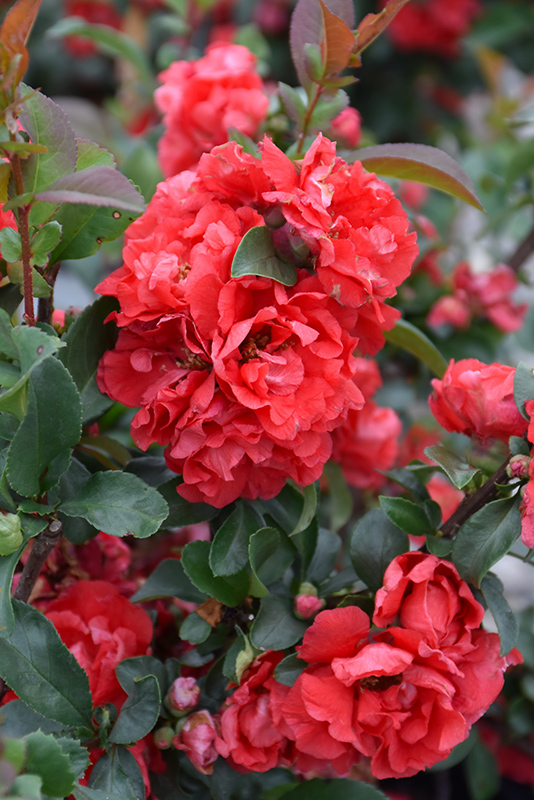 Double Take Pink Flowering Quince (Chaenomeles speciosa 'Pink Storm') at Squak Mountain Nursery