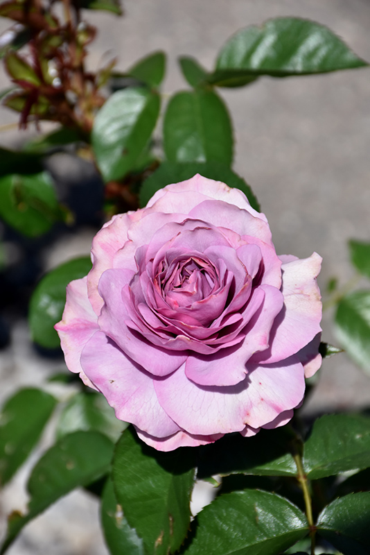 Quicksilver Arborose Rose (Rosa 'KORpucoblu') at Squak Mountain Nursery