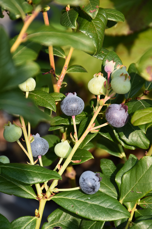 Perpetua Blueberry (Vaccinium 'ORUS-61-1') at Squak Mountain Nursery