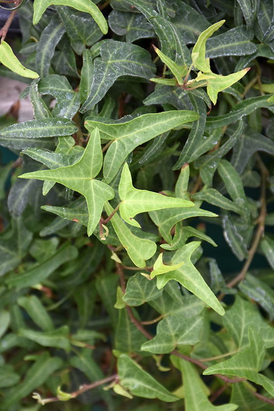 Needlepoint English Ivy (Hedera helix 'Needlepoint') at Squak Mountain Nursery