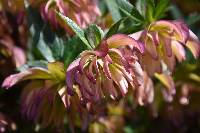 Amber Gem Hellebore (Helleborus ‘Amber Gem’) in Issaquah Seattle