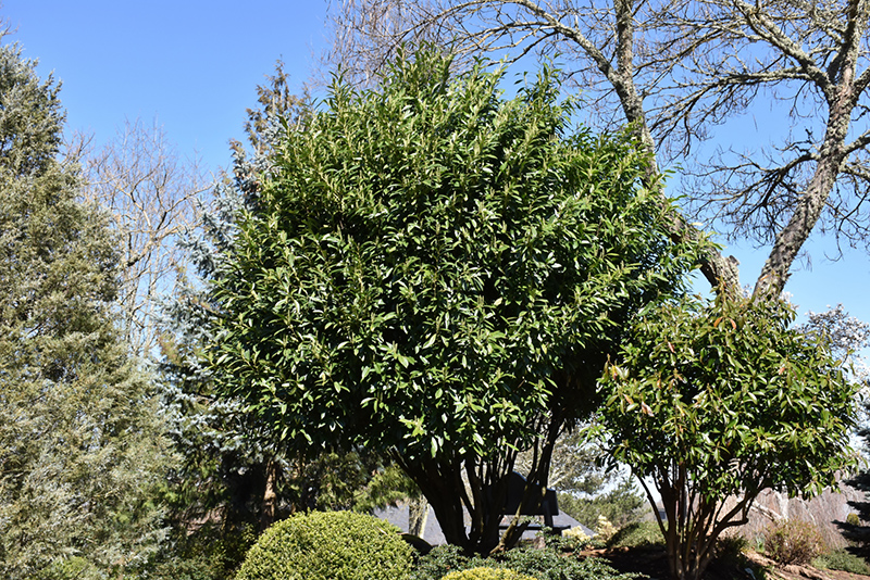 California Bay Laurel (Umbellularia californica) in Issaquah Seattle