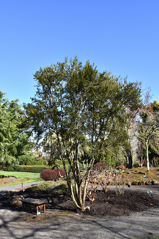 Azara Microphylla