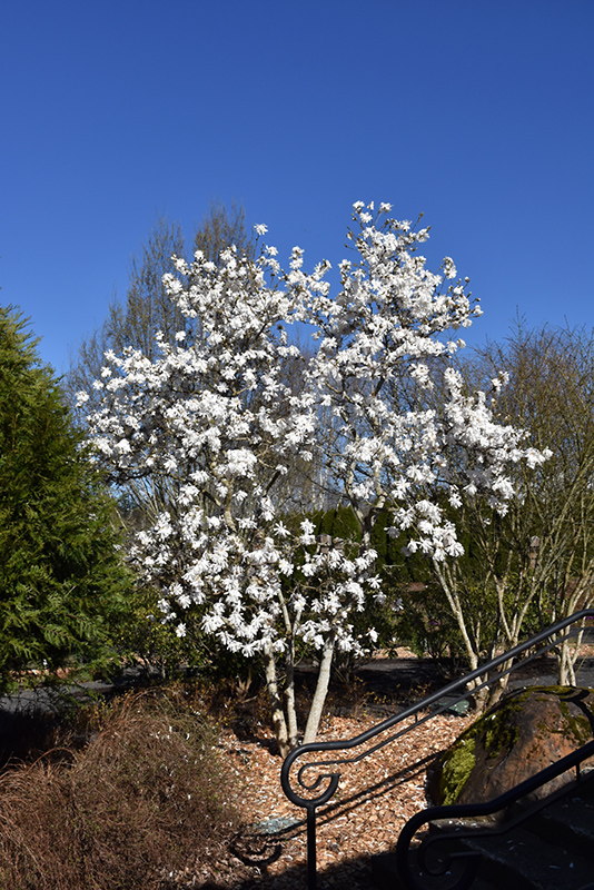Royal Star Magnolia (Magnolia stellata 'Royal Star') at Squak Mountain Nursery