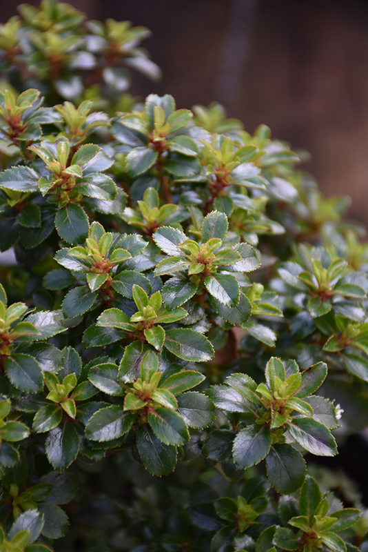 dwarf escallonia escallonia 'compacta' in issaquah