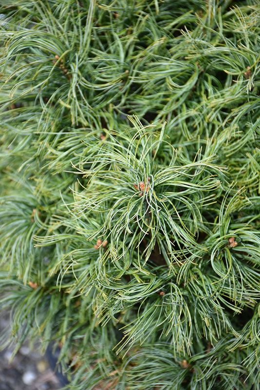 Mini Twists White Pine (Pinus strobus 'Mini Twists') at Squak Mountain Nursery