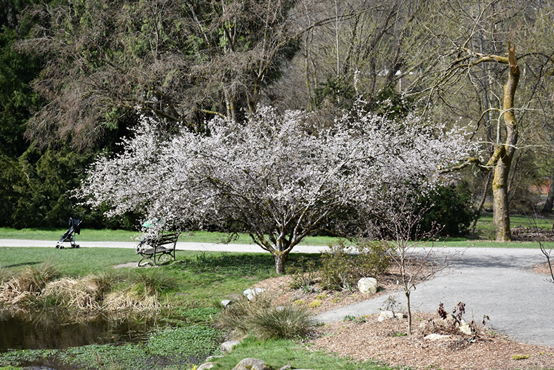 Fuji Cherry (Prunus incisa) at Squak Mountain Nursery