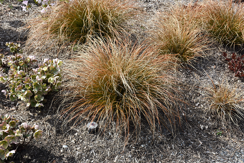 New Zealand Hair Sedge (Carex testacea) in Issaquah Seattle Bellevue ...