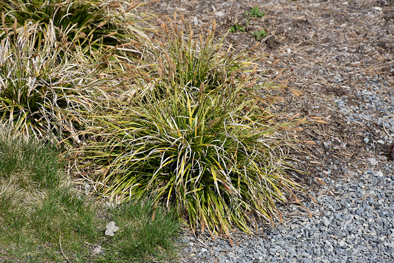 EverColor Everlime Japanese Sedge (Carex oshimensis 'Everlime') at Squak Mountain Nursery