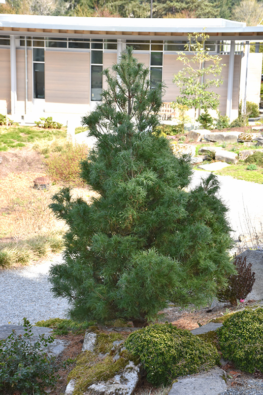 Mini Twists White Pine (Pinus strobus 'Mini Twists') at Squak Mountain Nursery