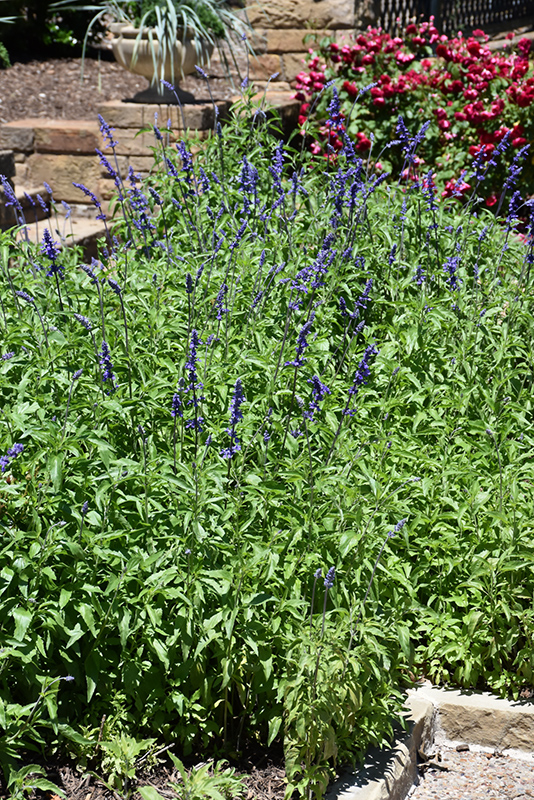 Victoria Blue Salvia (Salvia farinacea 'Victoria Blue') at Squak Mountain Nursery