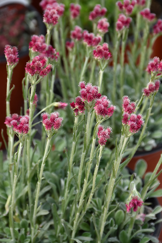 Red Pussytoes (Antennaria dioica 'Rubra') at Squak Mountain Nursery