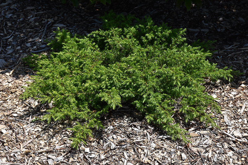 Copper Delight Juniper (Juniperus communis 'ReeDak') in Issaquah ...