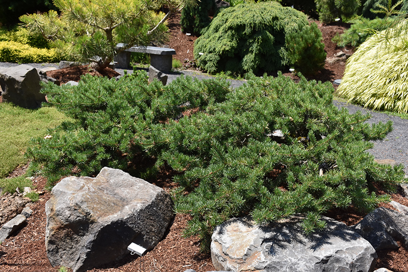 Shoodic Dwarf Jack Pine (Pinus banksiana 'Schoodic') at Squak Mountain Nursery