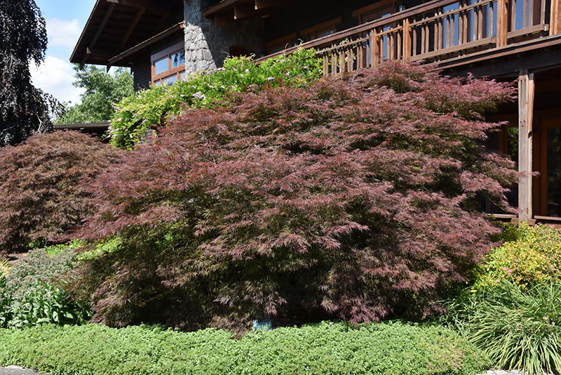 Ever Red Lace-Leaf Japanese Maple (Acer palmatum 'Ever Red') at Squak Mountain Nursery