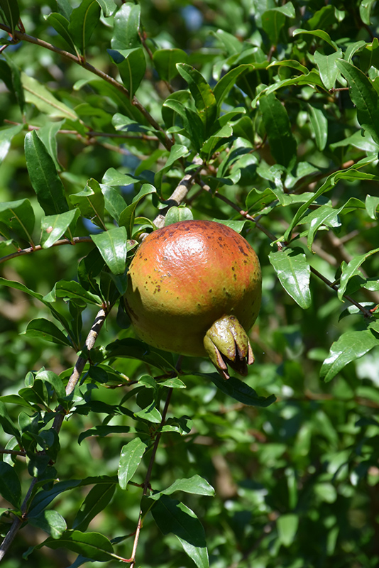 Pomegranate (Punica granatum) at Squak Mountain Nursery