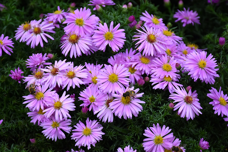 Woods Pink Aster (Aster 'Woods Pink') at Squak Mountain Nursery