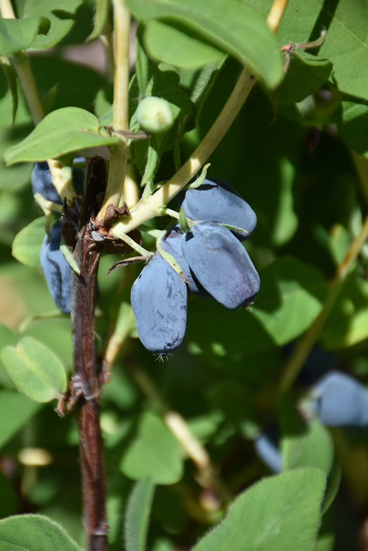 Berry Smart Blue Honeyberry (Lonicera caerulea 'Berry Smart Blue') at Squak Mountain Nursery