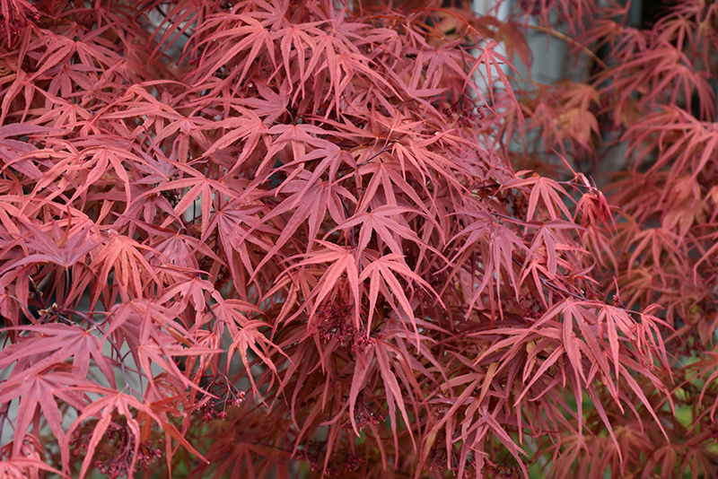 Beni Otake Japanese Maple (Acer palmatum 'Beni Otake') at Squak Mountain Nursery