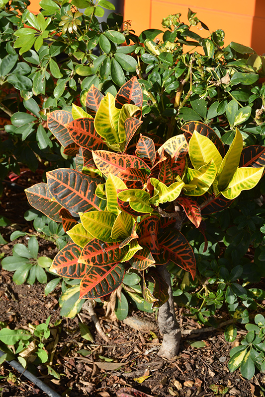 Variegated Croton (Codiaeum variegatum 'var. pictum') at Squak Mountain Nursery