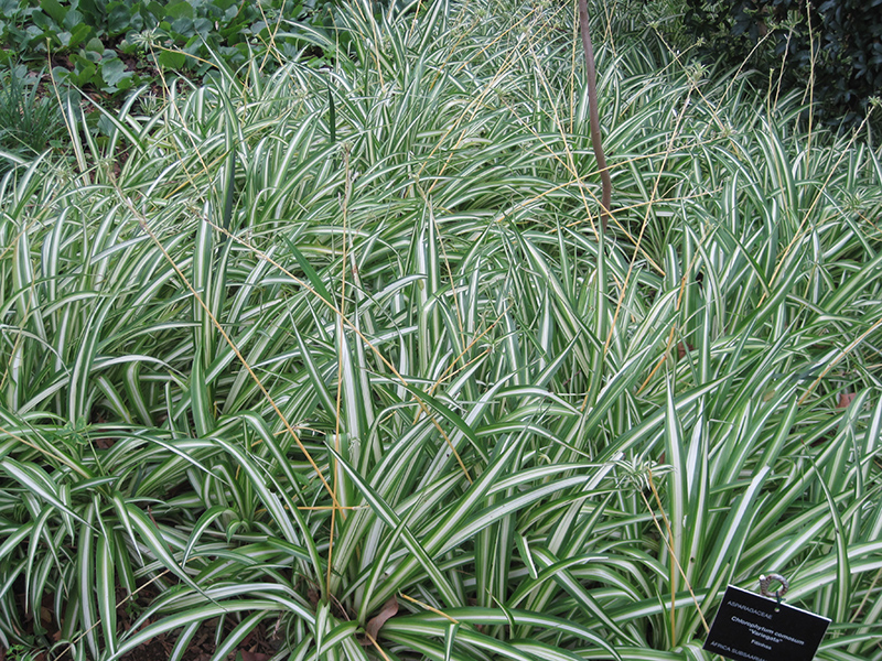 Variegated Spider Plant (Chlorophytum comosum 'Variegatum') at Squak Mountain Nursery