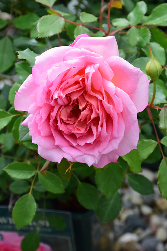 Jubilee Celebration Rose (Rosa 'Aushunter') at Squak Mountain Nursery