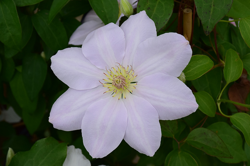 Chantilly Clematis (Clematis 'Chantilly') at Squak Mountain Nursery