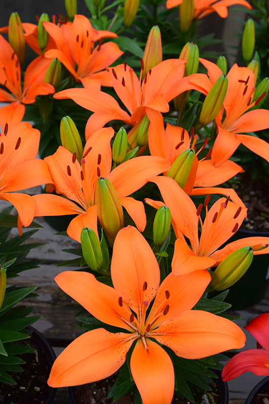 Matrix Orange Lily (Lilium 'Matrix Orange') at Squak Mountain Nursery