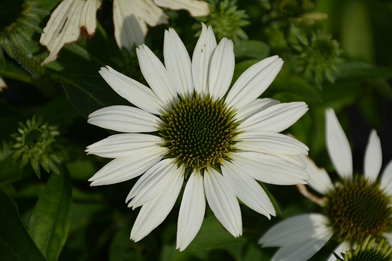 Kismet White Coneflower Echinacea Tnechkw In Issaquah Seattle