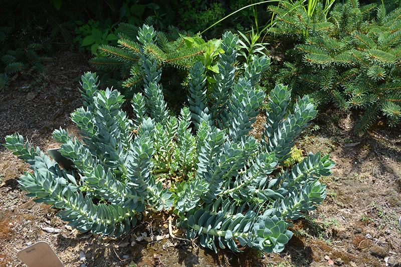 Donkey-Tail Spurge (Euphorbia myrsinites) at Squak Mountain Nursery