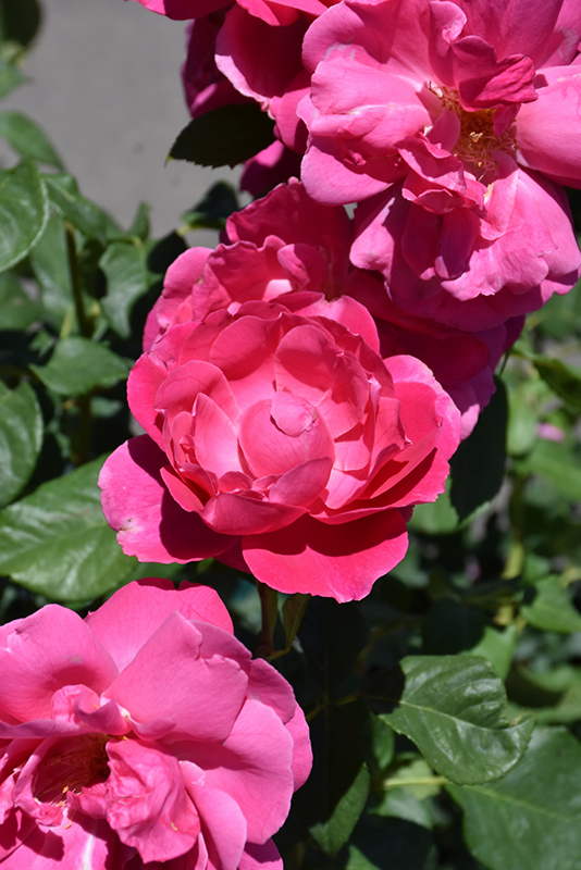 Grande Dame Rose (Rosa 'WEKmerewby') at Squak Mountain Nursery