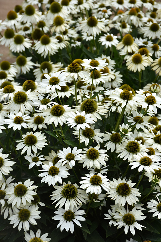 Kismet White Coneflower (Echinacea 'TNECHKW') in Issaquah Seattle ...