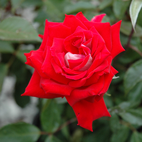 Fire N Ice Rose Rosa Fire N Ice In Issaquah Seattle Bellevue Redmond Renton Sammamish Washington Wa At Squak Mountain Nursery