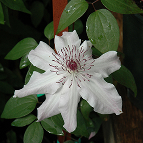 Plant Photo 8