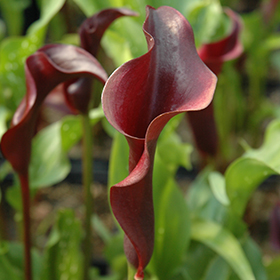 Hot Chocolate Calla Lily (Zantedeschia 'Hot Chocolate') in Issaquah Seattle  Bellevue Redmond Renton Sammamish Washington WA at Squak Mountain Nursery