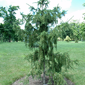 weeping norway spruce tree care