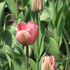 Design Impression Tulip (Tulipa 'Design Impression') in