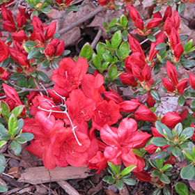 Fireball Azalea (Rhododendron 'Fireball') in Issaquah Seattle