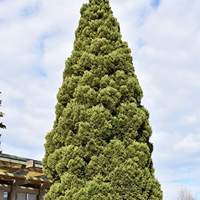 Japanese Cedar (Cryptomeria japonica) in Issaquah Seattle Bellevue 