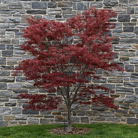 Red Spider Japanese Maple (Acer palmatum 'Red Spider') in Issaquah Seattle  Bellevue Redmond Renton Sammamish Washington WA at Squak Mountain Nursery