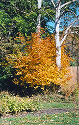 Saskatoon (Amelanchier alnifolia) in Issaquah Seattle Bellevue Redmond