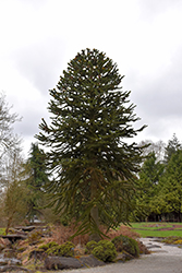 monkey puzzle tree plant plants araucaria araucana gardenworks washington seattle