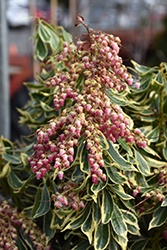 Buy Passion Frost Pieris Japonica, Free Shipping