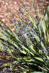 Clarity Blue Dianella (Dianella 'DP401') in Issaquah Seattle
